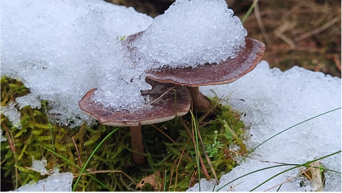 Winterhoutzwam | Foto: Ria Ippen