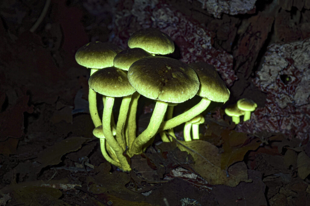 De gewone zwavelkop reageert sterk op UV-licht | Foto: Frank Huisman