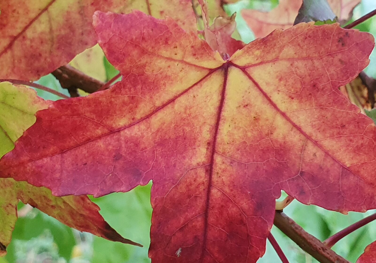 Herfstexcursie in het Arboretum Assen