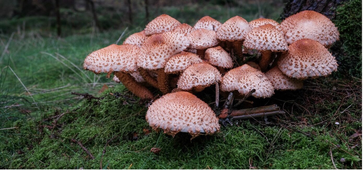 Paddenstoelen | Foto: Jeroen Onrust