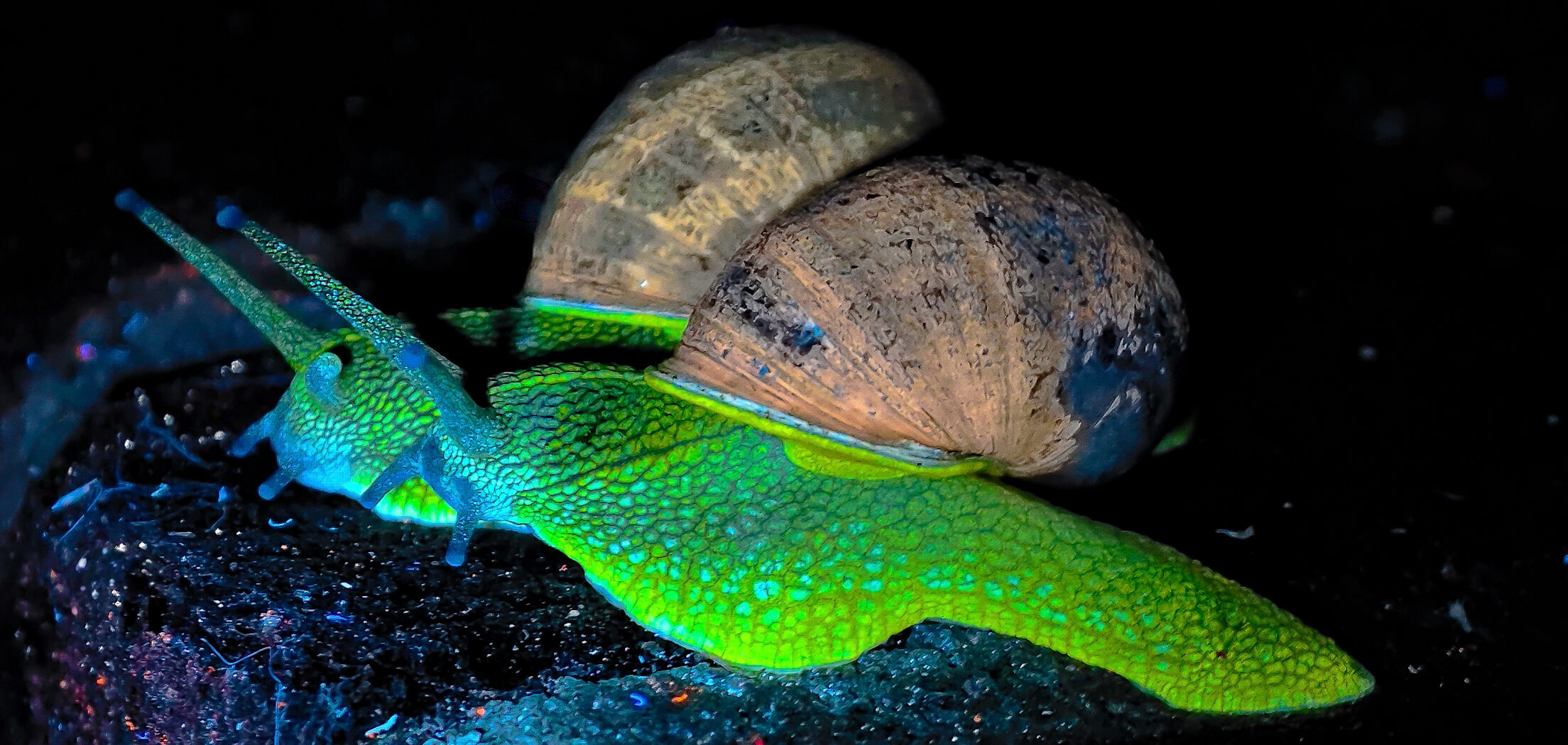 Segrijnslakken lichten felgroen op onder UV-licht | Foto: Frank Huisman