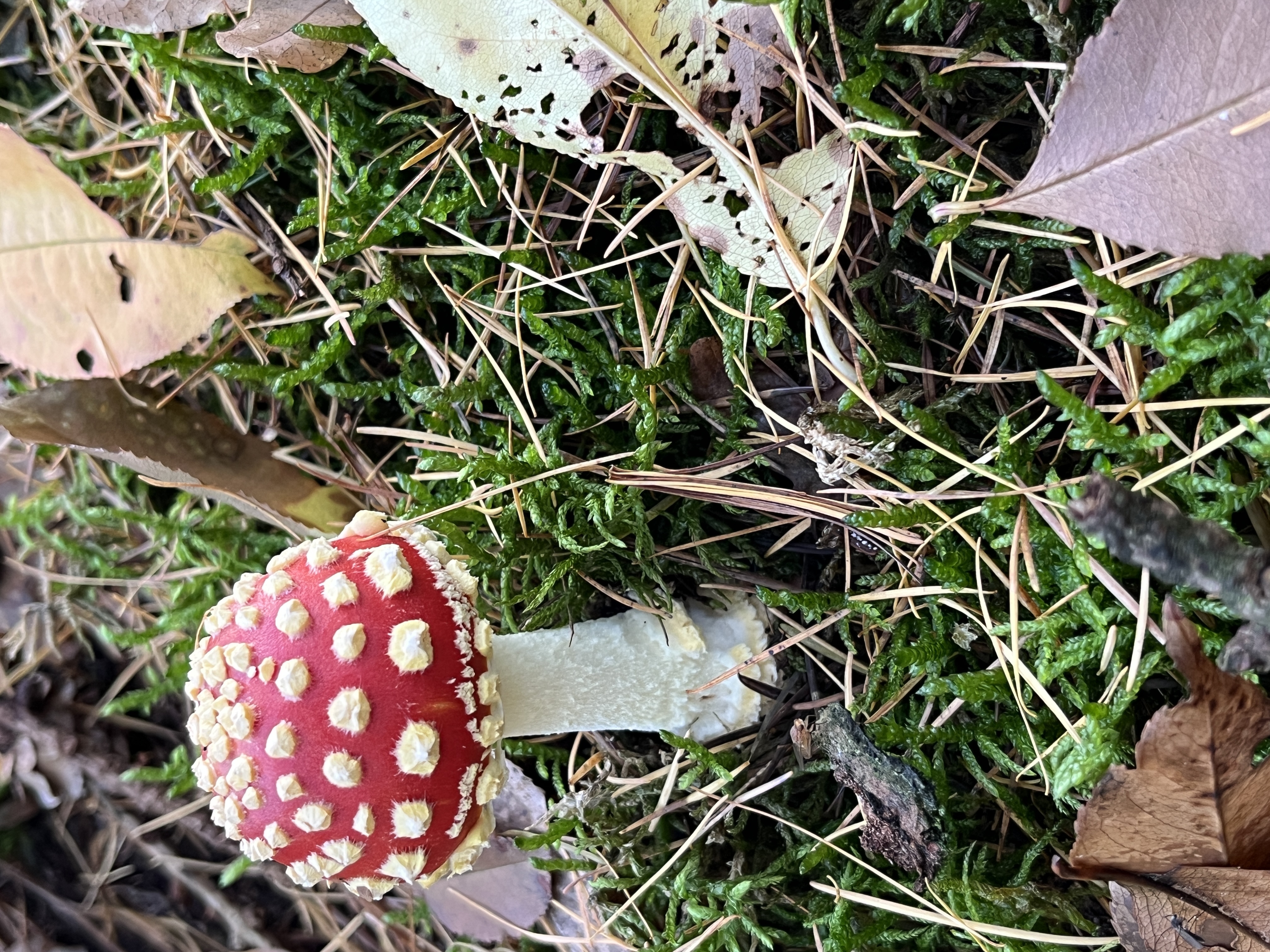 Kraam IVN-KNNV met thema ‘Paddenstoelen’